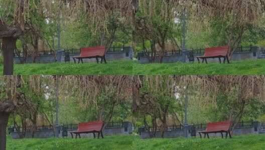 城市公园的景色与惊人的树枝盛开对着木凳。高清在线视频素材下载