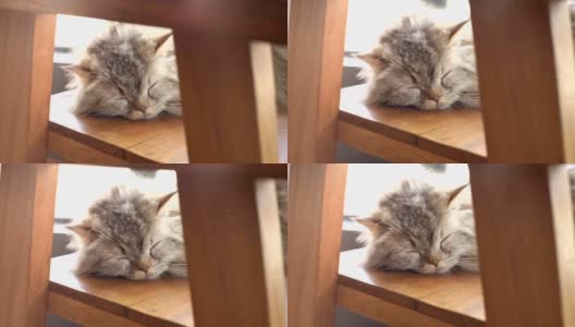 冬天睡觉的猫与窗户的光和灰尘高清在线视频素材下载