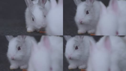 胡萝卜喂兔高清在线视频素材下载