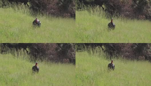 野生火鸡——加利福尼亚高清在线视频素材下载