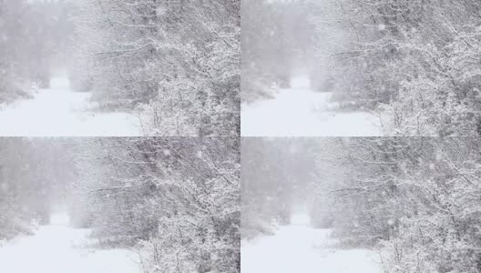 穿过树林的雪道高清在线视频素材下载
