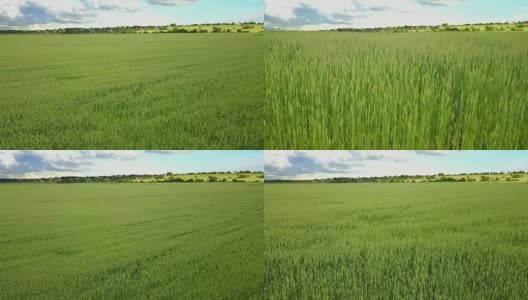无人机在阳光明媚的日子里拍摄了大片绿色麦田，背景是天空和美丽的云彩高清在线视频素材下载
