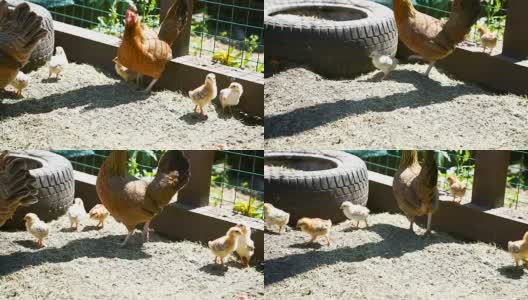 小鸡带着小鸡散步高清在线视频素材下载