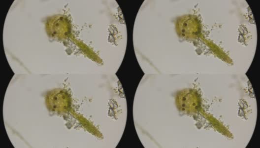 显微镜下最简单的绿色棒状藻类高清在线视频素材下载