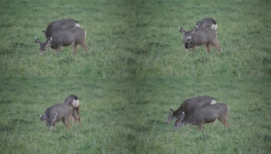 Deer grazing高清在线视频素材下载