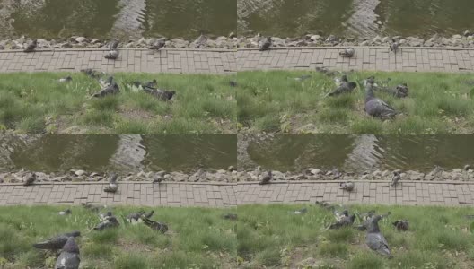 灰鸽子在池塘附近的草地上散步高清在线视频素材下载