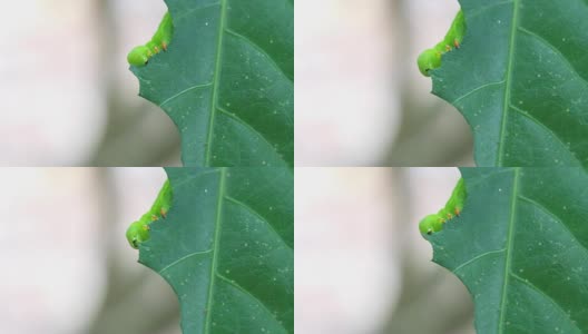 毛毛虫吃叶子高清在线视频素材下载