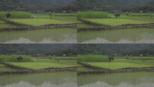 越南沙巴麦洲，一名越南农民在稻田里搬运庄稼高清在线视频素材下载