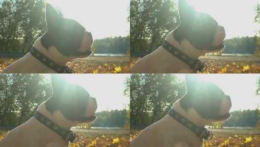 小狗喜欢阳光明媚的日子高清在线视频素材下载