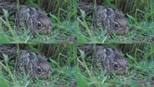 一只受惊的小兔子正坐在草地上。高清在线视频素材下载