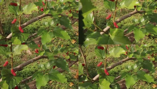 新鲜成熟多汁的红色桑树，全高清1920x1080，慢镜头高清在线视频素材下载