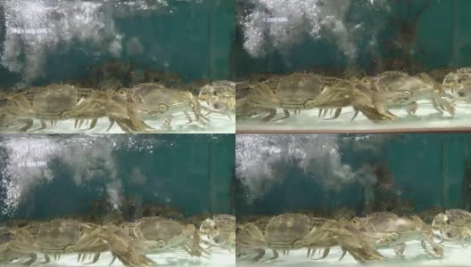 超市里的活螃蟹高清在线视频素材下载