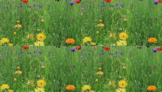 五颜六色的野花在微风中摇曳。精致多样的生态系统。自然的抽象高清在线视频素材下载