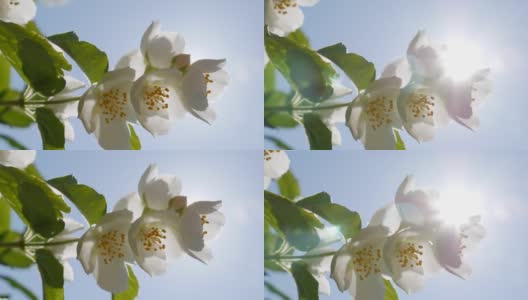 特写树枝与美丽的雪白茉莉花在蓝天和阳光的背景。盛开的茉莉花分支。植物、细节、自然高清在线视频素材下载