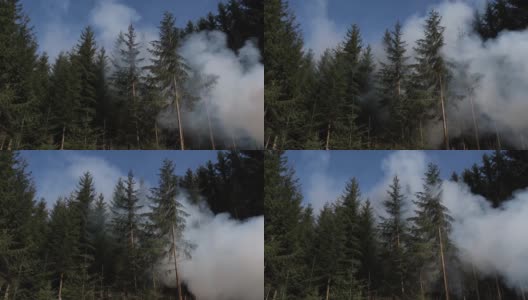 燃烧的松树林产生巨大的烟雾高清在线视频素材下载