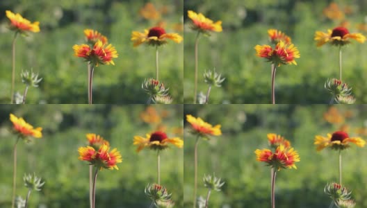 吉拉迪亚植物的美丽花朵。高清在线视频素材下载