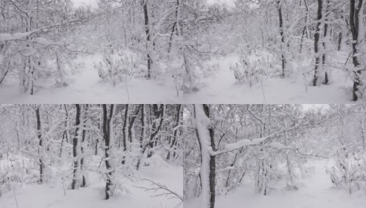 冬天的森林里，雪覆盖着树枝高清在线视频素材下载