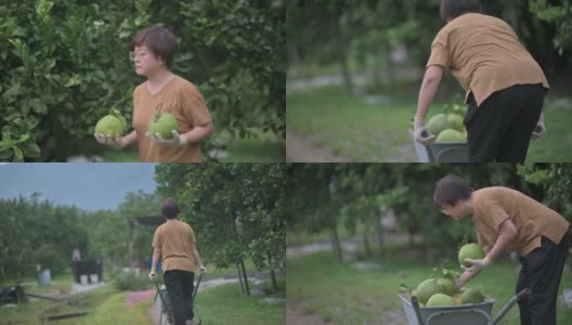 满意的亚洲中国女农民采摘柚子从果树在她的种植园装载在独轮车收获高清在线视频素材下载