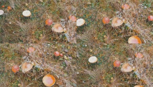 十月是蘑菇秋收的季节。从上面看，大量的飞木耳和其他蘑菇在草地上有雪的喀尔巴阡山脉高清在线视频素材下载