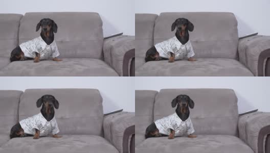 一只穿着白衬衫的可爱漂亮的腊肠犬坐在家里的沙发上，环顾四周。狗为参加晚会而盛装打扮高清在线视频素材下载