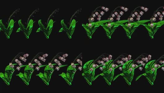紫色风铃草植物3D渲染高清在线视频素材下载