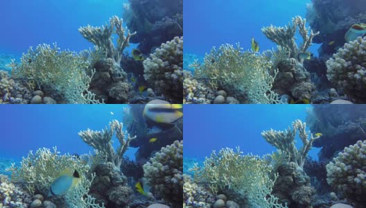 美丽的珊瑚。海洋中的水下生物。热带鱼。高清在线视频素材下载