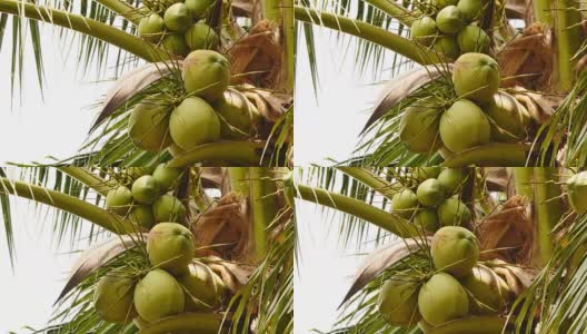 树上新鲜椰子的特写高清在线视频素材下载