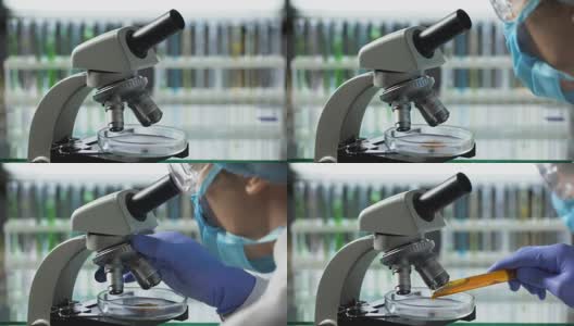 食品技术工程师在显微镜下观察棕榈油，检查质量高清在线视频素材下载
