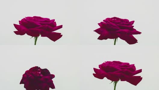 红玫瑰花的生长时间高清在线视频素材下载
