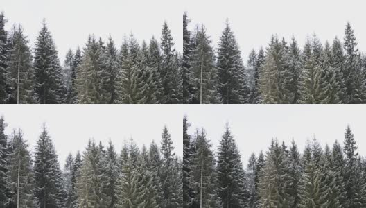雪花落在绿色冷杉树的背景上高清在线视频素材下载