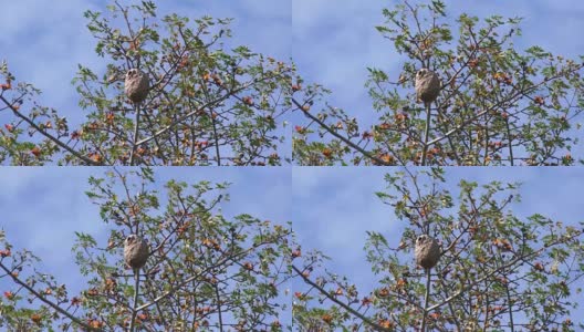 大黄蜂在蓝天的树上筑巢高清在线视频素材下载