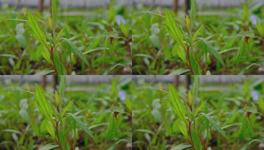 爵床gendarussa绝壁。紫藤科植物和草本植物具有药用特性高清在线视频素材下载