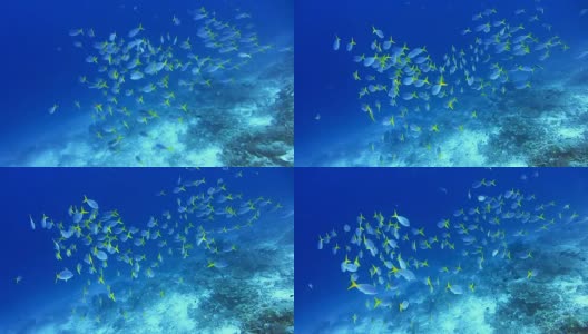 一群黄色尾巴的fusilier, Caesio cuning，沿着印度尼西亚拉贾安帕的珊瑚圈移动高清在线视频素材下载