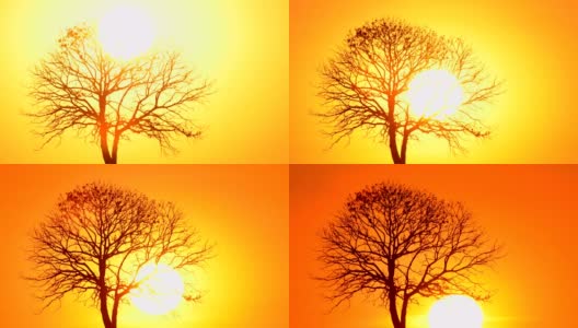 日落时分的一棵树高清在线视频素材下载