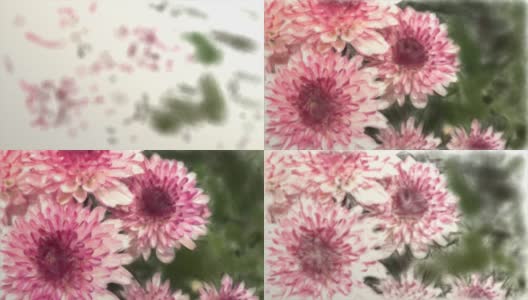 手绘，水彩风格，粉红色菊花高清在线视频素材下载