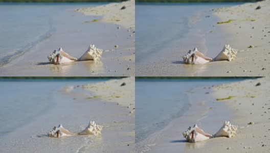 热带海滩海螺贝壳，日出和海浪高清在线视频素材下载
