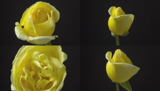 黄色玫瑰花在黑色背景前的拍摄，4k视频。高清在线视频素材下载