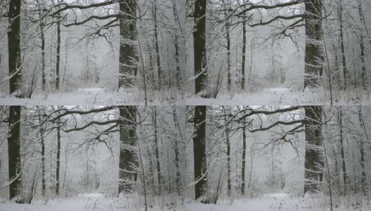 冬天的森林里正在下雪。森林里的一条小路，刚下过的雪上有脚印。高清在线视频素材下载