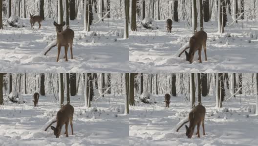 鹿。威斯康星州森林里的白尾鹿。高清在线视频素材下载