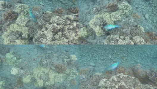 鹦鹉鱼和一大群黑鱼以及其他色彩斑斓的热带鱼游过珊瑚礁。热带珊瑚园的生活。夏威夷毛伊岛的蓝色海洋水下环境生活红海的水下世界。高清在线视频素材下载