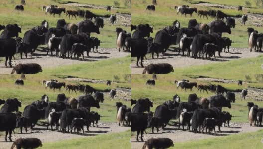中国西藏高海拔山区的牦牛高清在线视频素材下载