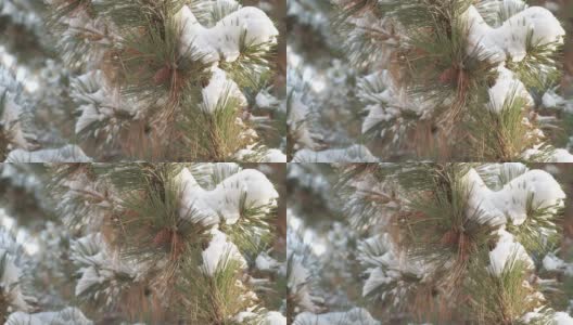 细雪飘落在一棵松果被雪覆盖的松树上高清在线视频素材下载