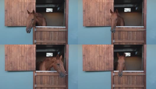 可爱的小马正看着窗外的农舍。高清在线视频素材下载