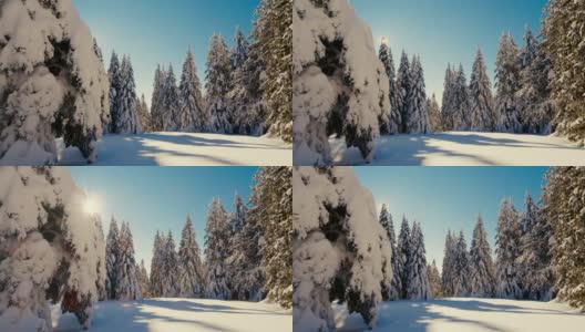 阳光照亮了高原上被雪覆盖的云杉高清在线视频素材下载