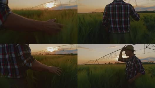 农民在灌溉地检查小麦植株的生长情况高清在线视频素材下载