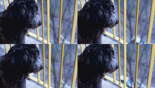 黑色狮子狗在看雪高清在线视频素材下载