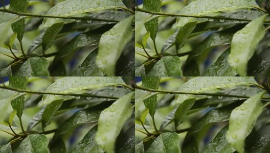 雨滴落在树叶上，雨后是大自然的清新高清在线视频素材下载