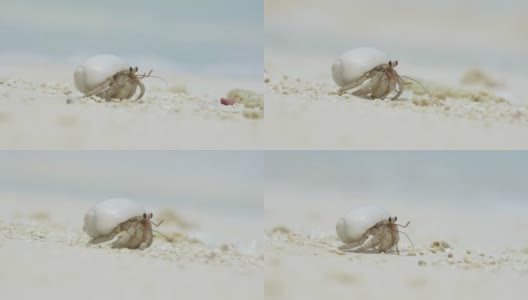 近景:沙滩上的寄居蟹高清在线视频素材下载