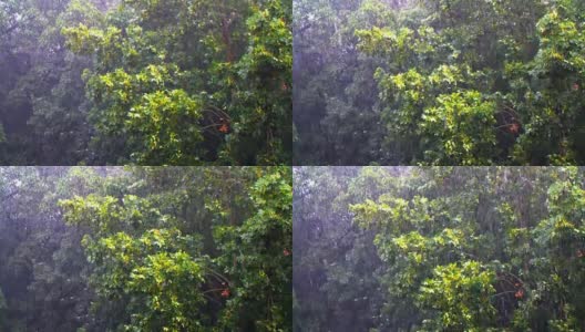暴雨中的枫树高清在线视频素材下载