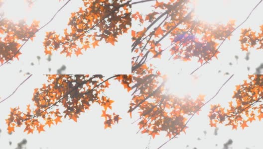 淘金:阳光在红色的枫叶后面高清在线视频素材下载